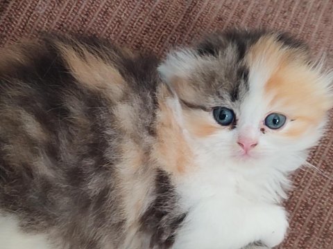 Scottish fold longhair