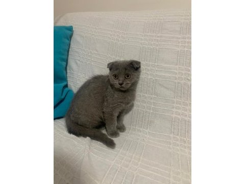 Yuva arıyoruz british shorthair
