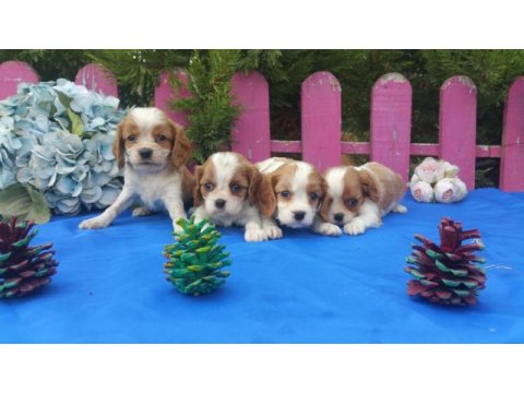 Çok sevimli cavalier king charles yavrularımız