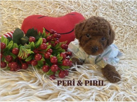 Korean toy poodle yavruları