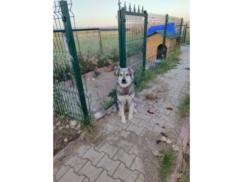 Ücretsiz sahiplendirme köpeğimiz