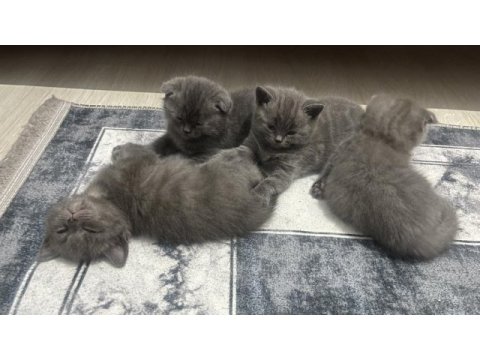 Scottish fold kediler