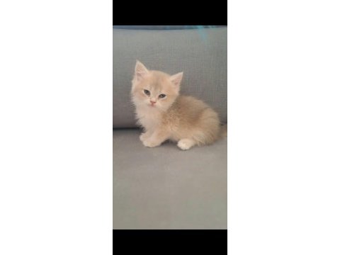 British shorthair cy12 erkek yavru