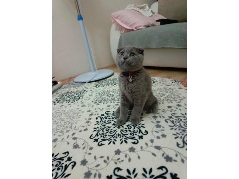 Safkan scottish fold son yavrumuz