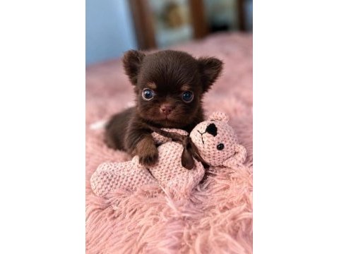 Safkan bir erkek chihuahua