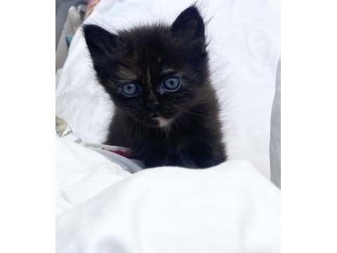 British longhair erkek