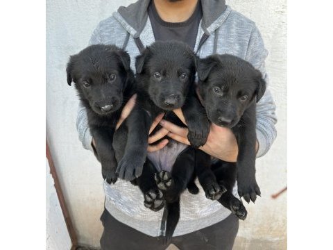 Alman kurdu yavrularımız yeni yuvasını arıyor