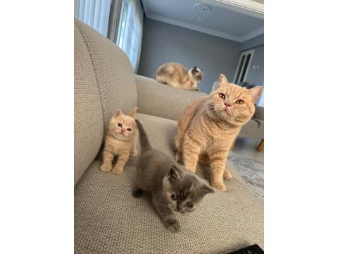 2 aylık dişi british shorthair yavru