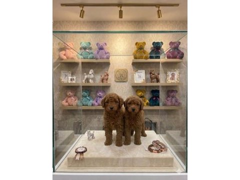Yasal çiftlikten poodle yavrularımız