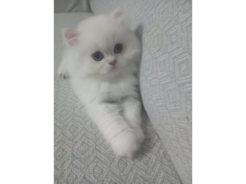 Safkan british longhair