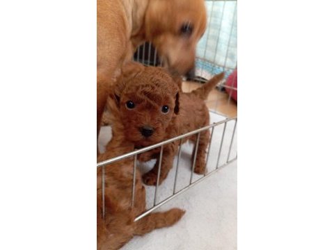 Erkek minyatür poodle