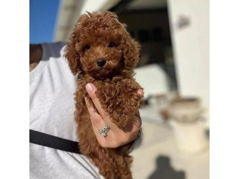 Toy poodle yavruları