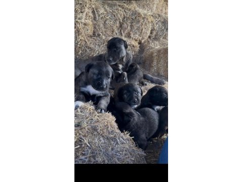 Üst kalite safkan sivas kangal yavrularımız