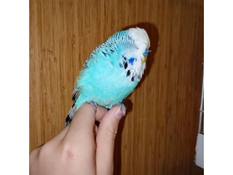 Erkek show jumbo muhabbet kuşu