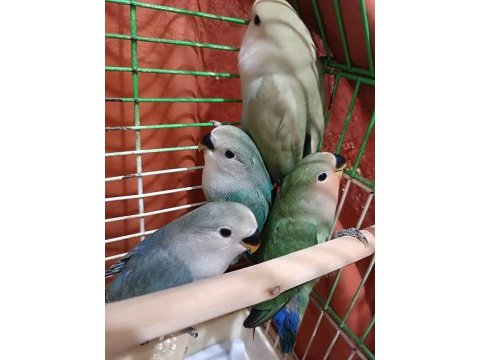 Yavru sevda papağanı