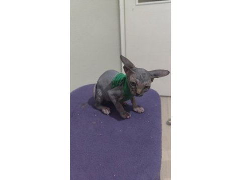Sphynx home blue point