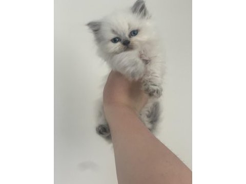 British longhair bluepoint