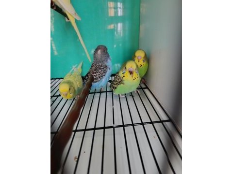 Jumbo muhabbet kuşu yavrulari