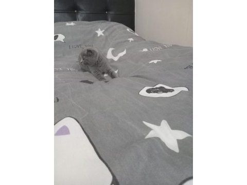 British shorthair dişi