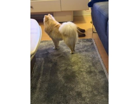 Pomeranian en küçük boy erkek