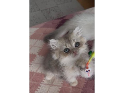 Safkan british longhair yavrular