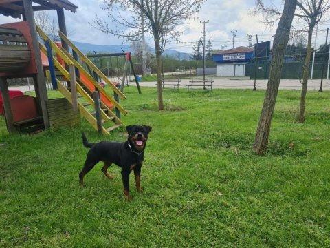 Rottweiler 2 yaşında
