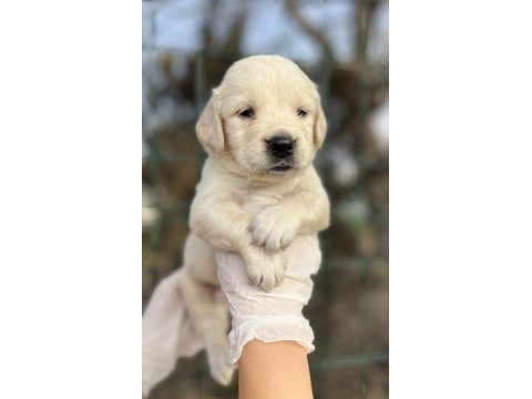 Bebek yüzlü golden retriever yavrular