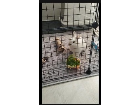 Netherland dwarf cüce tavşan 1 yaşında ve tüm eşyaları