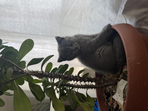Yavru british shorthair kedisi