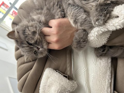 Ücretsiz british longhair ona aile olabilecek