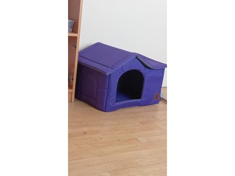 British shorthair erkek eşyalarıyla sahiplendirme