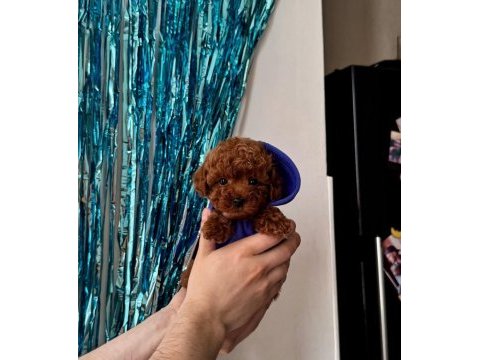 Toy poodle yavrularımız | ırk & sağlık garantili