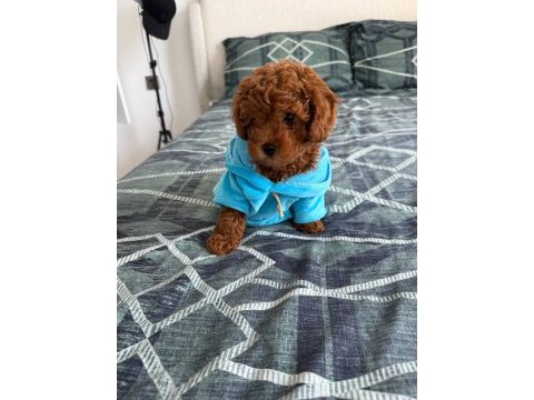 3 aylık erkek toy poodle oğlumu sahiplendiriyorum