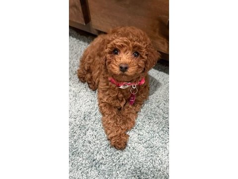 Toy poodle yavru