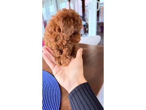 Sağlıklı 3 aylık toy poodle
