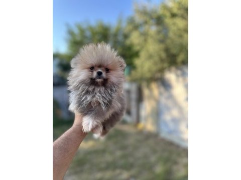 Tea cup pomeranian boo yavrularımız 