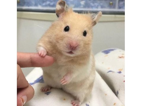 Birbirinden tatlı syrian hamsterlar