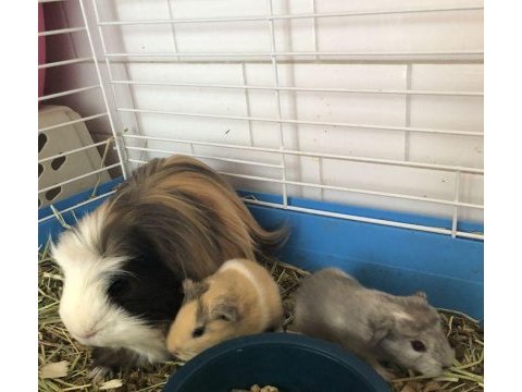 Guineapig yavrular aynı gün set halinde teslim edilir