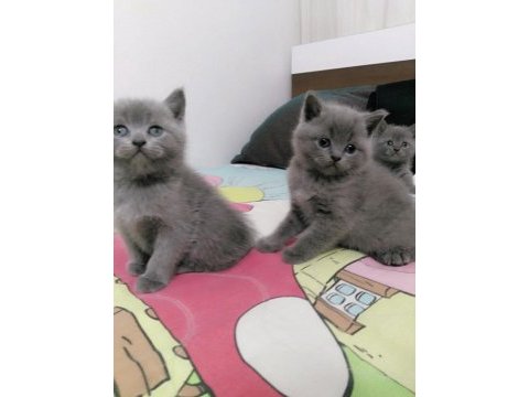 Yavru british shorthair