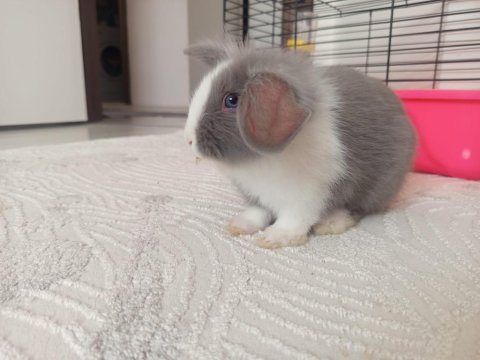 Hollanda lop tavşanımız