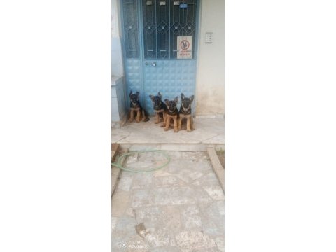 Az insan bol huzur çok köpek isteyenlere alman kurdu
