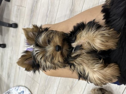 Orijinal erkek yorkshire terrier yavru