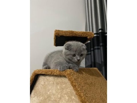 Scottish fold kızımız adı minnoş çipi var