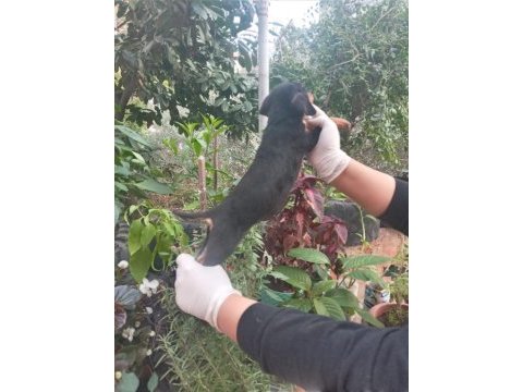 Safkan doberman yavrularım