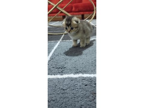 Minik scottish fold yavrularımıza ömürlük yuva arıyoruz