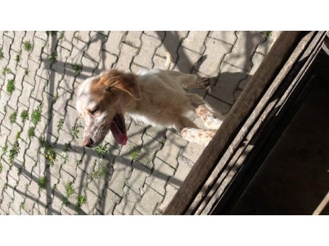 English setter (yellow belton)