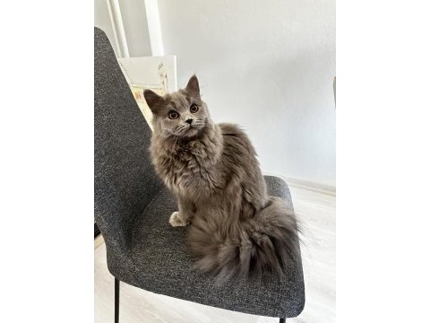 8 aylık british longhair yavru