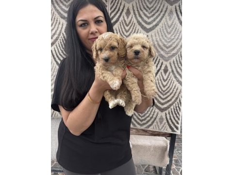 Safkan apricot toy poodle yavrularım