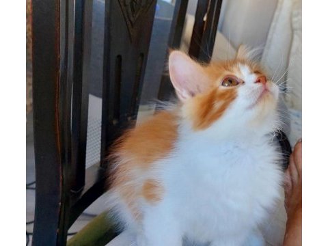 Bakmadan geçmeyin her renk kediler