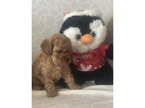 Minicik muhteşem güzellikte safkan toy poodle